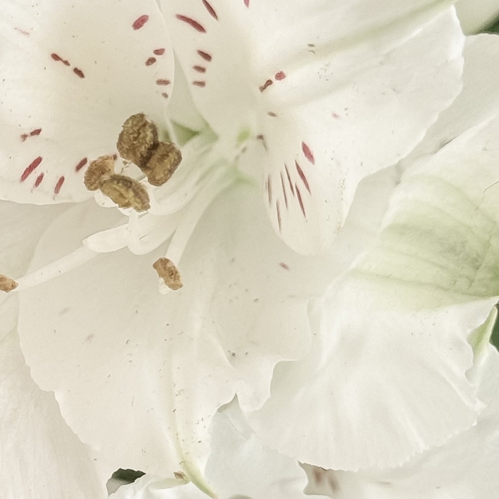 _icervo's tweet photo. love to take close up flower shots 🌸🌼🤌🏻✨ https://t.co/NPW4CjELPL