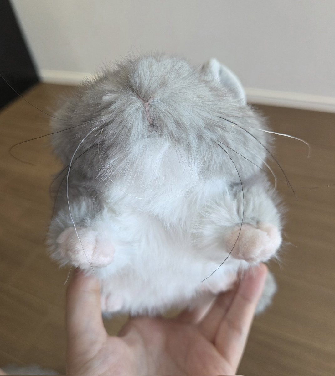 gunddo_'s tweet photo. 트위터에서 친칠라 인형 샀는데 사진이랑 달라서 살짝 울었음 지금 https://t.co/vTBDjcdb92