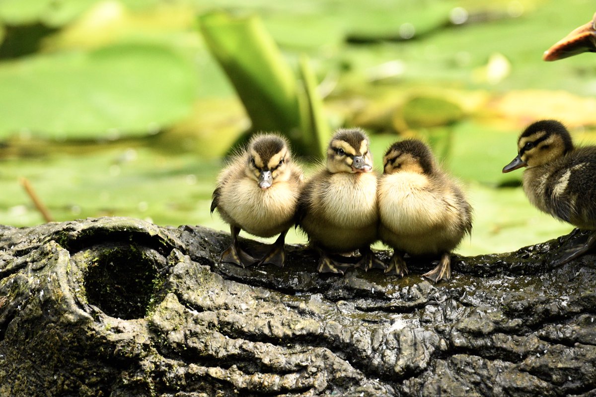 como2039's tweet photo. @chriz31_07 Ducklings. https://t.co/A95w2EgUQm