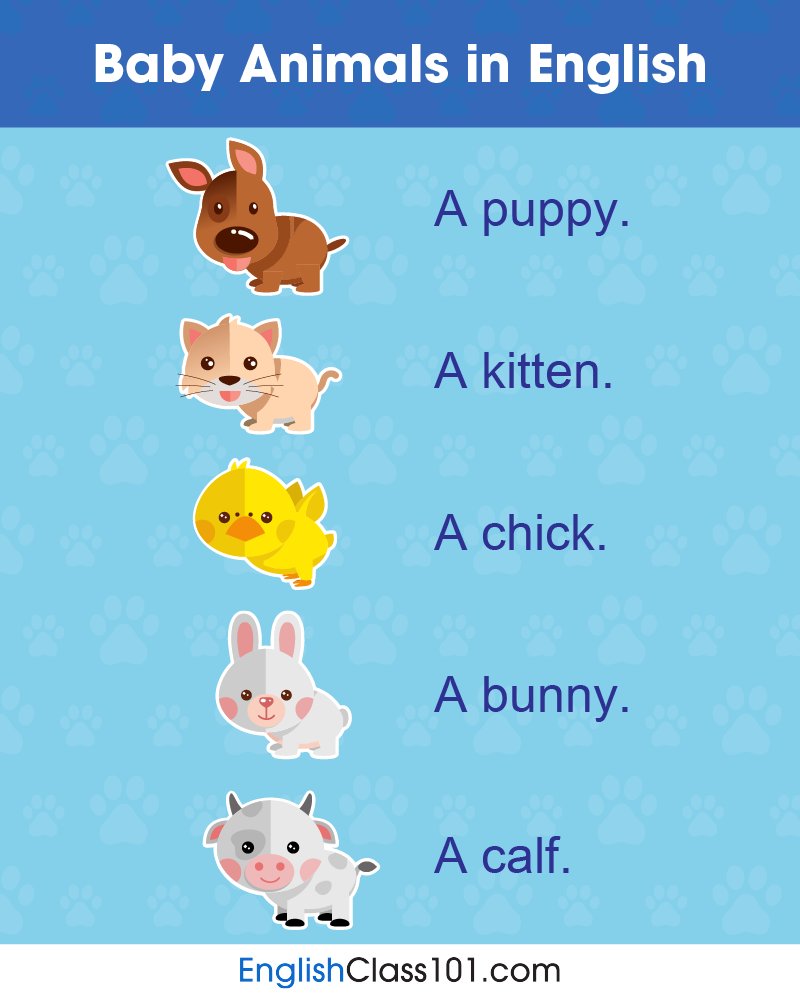 EnglishClass101's tweet photo. 🐾 QUIZ: How would you say “baby animals” in your language? Comment your answer below! 🐥P.S. Start your English online course here: https://t.co/IkYwbJ3Hif https://t.co/3yMgSsbJ09