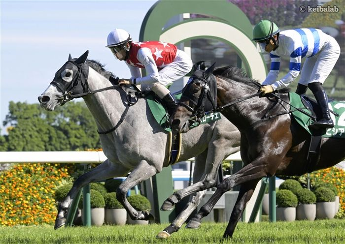keibalab's tweet photo. 【空の上に捧ぐ勝利】
葵Sを制したデアヴェローチェは父マテラスカイ、母ミニーアイルともに大野剛嗣氏の所有馬。

大野氏は4年前に亡くなり、父の大野照旺氏が引き継ぎ今に至ります(名義は(同)TO RACING)。大野剛嗣オーナーに捧ぐVでした。
#デアヴェローチェ #マテラスカイ
https://t.co/ObL0fbT2Zh https://t.co/chUk3aOxrm