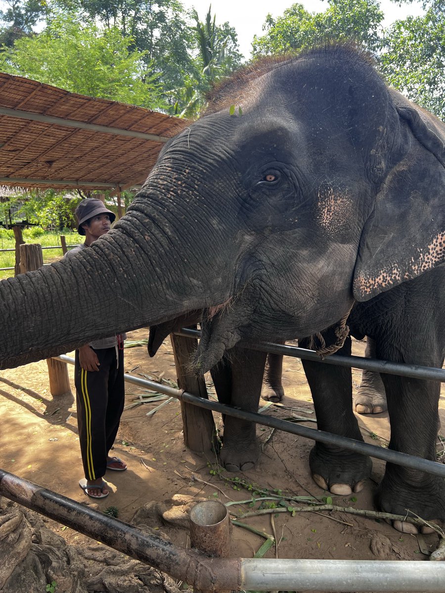 Mike_FreedomJoy's tweet photo. ランクルFJ with象🐘
ゾウの方がランクルよりでっかいゾウ！

#ランクルfj
#Toyota
#Landcruiser
#elephant
#タイ https://t.co/bBm3EhJiOL
