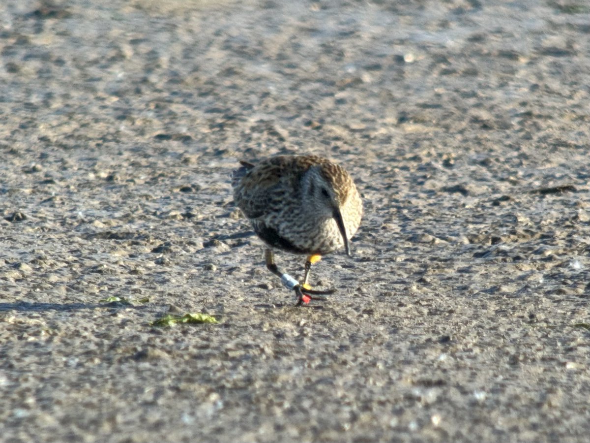 daveliverbirder's tweet photo. In more interesting news….history back on the #colourringed and #flagged #Dunlin that was at #patchbirding for a few days in early May. Ringed in 🇳🇱 at Griend, seen in Mauritania 🇲🇷 and first UK 🇬🇧 sighting 😁 https://t.co/xhDSICykxi