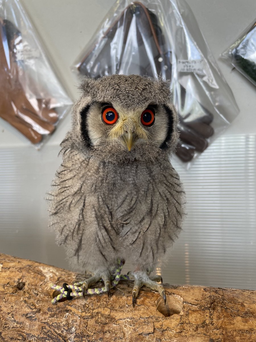 as39mick's tweet photo. アフリカオオコノハズクのワタ残りきてるよぉ！！！！
特に予約はないからいつでも検討してぇぇ！！

#アニマルスペース39
#アフリカオオコノハズク https://t.co/ewxiawnJ2K