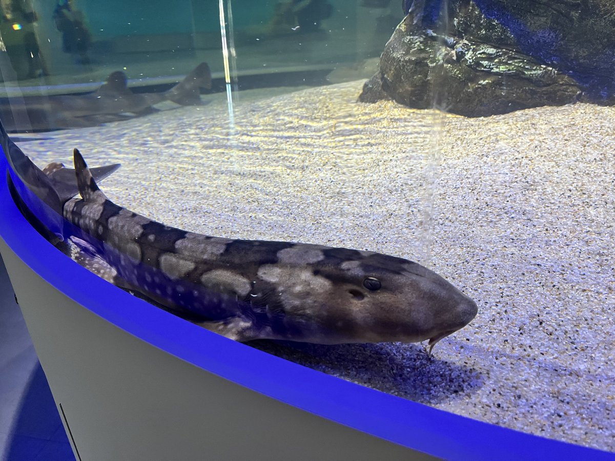 nconfeito's tweet photo. 神戸atoaめっちゃよかった！とにかくガラスがきれい！ https://t.co/6kRrqF7zgG