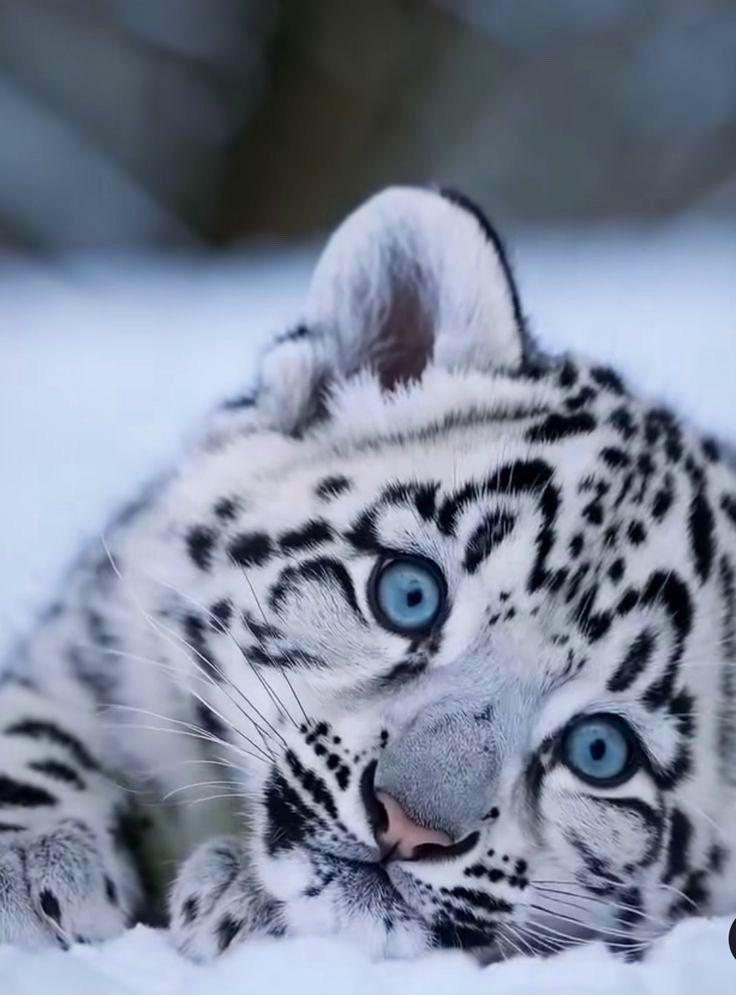 Snow Leopard tweet media