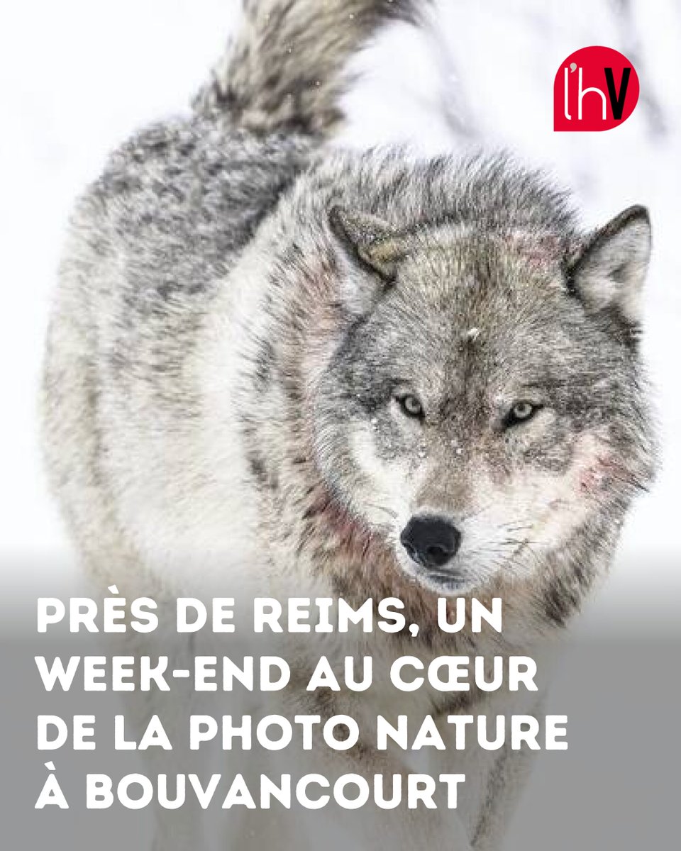 hebdoduvendredi's tweet photo. À Bouvancourt, la 12e édition des Rencontres Instants Nature fait vibrer le village ce week-end avec 15 lieux d’exposition dédiés à la photo nature 📷 #Reims #Bouvancourt #PhotoNature #Festival #Sortie
➡️ https://t.co/d0QvmXV06E https://t.co/beUe2GoOWF