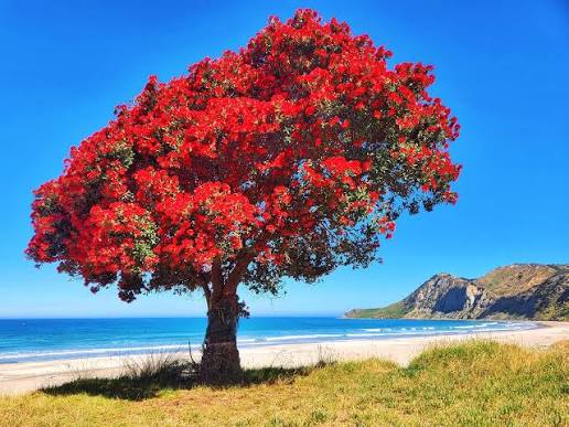 bryceicle1971's tweet photo. @klsmd12 We have a similar tree in New Zealand. Well colour wise at least. It's called Pahutikawa (also called Maori Christmas tree). It blooms close to Christmas time 😊 https://t.co/7IK2gVRYSI