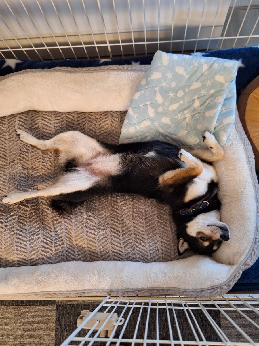 takurossan0601's tweet photo. @pito0925 我が家にもだるそうな
犬居たわꉂ🤣𐤔 https://t.co/Bclu1teVUp