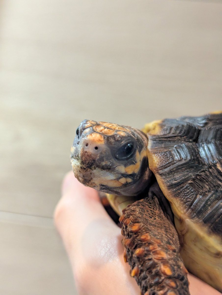 YAxanthic's tweet photo. AxanthicUROKOアガマ主任の裕です🦎

アカアシガメ
【バルバドスジャイアント】𓆉

バルバドス島に住んでいる最大甲長50cmになる大型のリクガメ🐢

愛嬌がある顔とベーシックな色合いの甲羅が愛らしい✨️

皆様のご来店を爬虫類と一緒にお待ちしております🦎🐍🐸

#爬虫類ショップ
#リクガメ https://t.co/zQVVrJJ17B