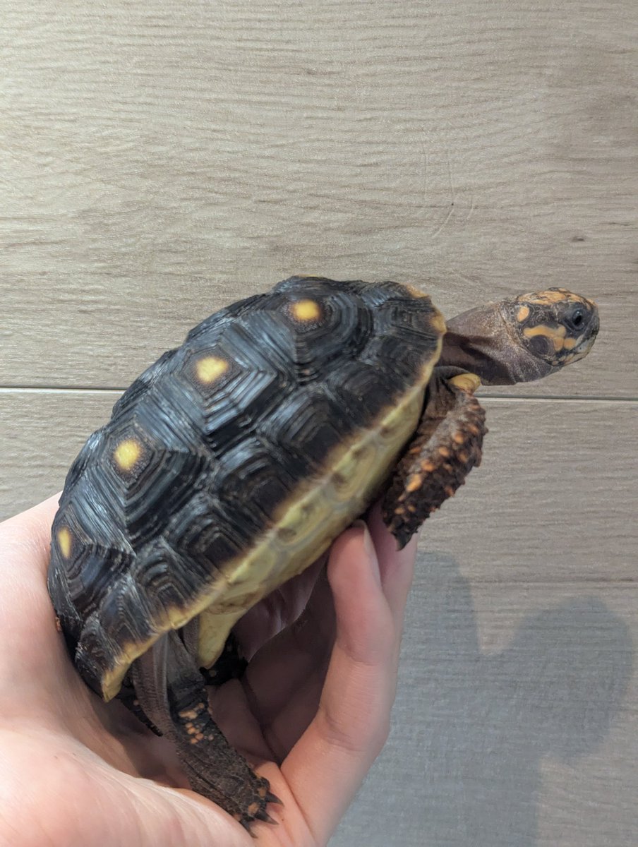 YAxanthic's tweet photo. AxanthicUROKOアガマ主任の裕です🦎

アカアシガメ
【バルバドスジャイアント】𓆉

バルバドス島に住んでいる最大甲長50cmになる大型のリクガメ🐢

愛嬌がある顔とベーシックな色合いの甲羅が愛らしい✨️

皆様のご来店を爬虫類と一緒にお待ちしております🦎🐍🐸

#爬虫類ショップ
#リクガメ https://t.co/zQVVrJJ17B