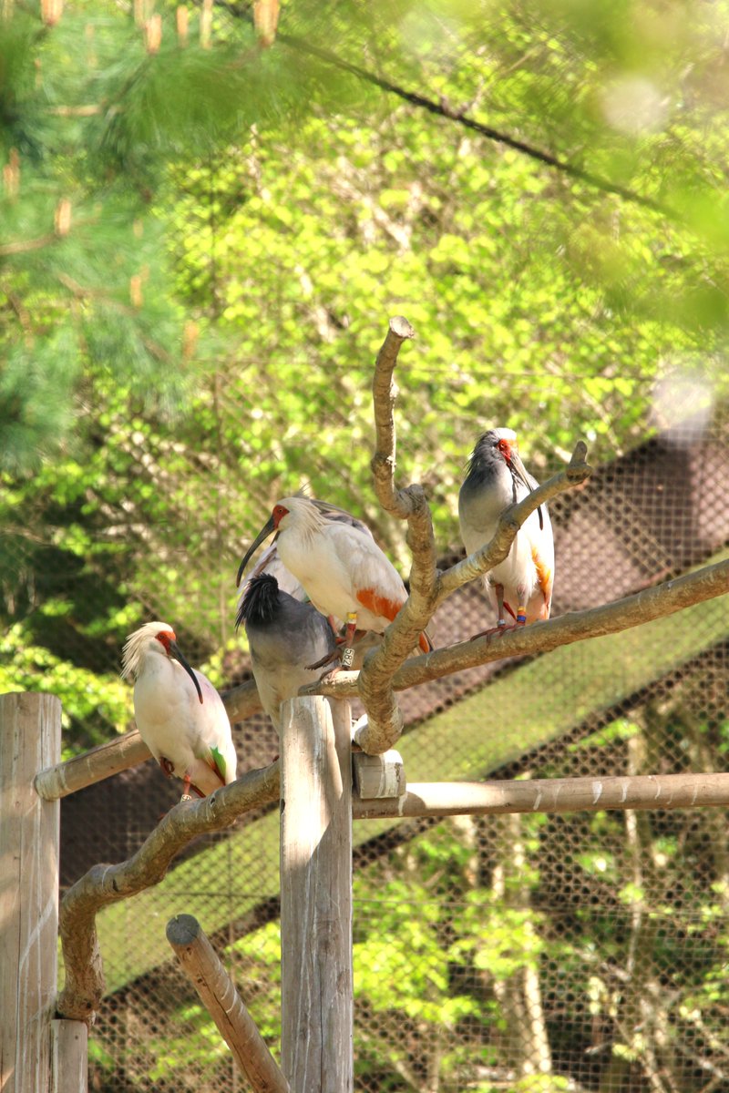 kankyoshosado01's tweet photo. 【本州放鳥に向けた順化訓練の様子】
トキたちは３ヶ月間の順化訓練で野生下で暮らす力を身につけてきました。明日はいよいよ初の本州放鳥が石川県羽咋市で行われます。能登の大空に羽ばたく瞬間を一緒に見守りましょう！

#佐渡 #朱鷺 #絶滅危惧種 #野生復帰 #保護 #環境省 #トキ放鳥2026 https://t.co/NI313B2VrS