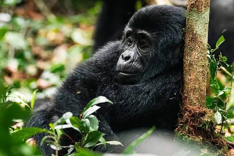 EstoaO's tweet photo. Tourism in Uganda is more than travel, its conservation, community empowerment, and creating opportunities for future generations. 
Uganda remains open, welcoming, and ready to inspire. 

#ESTOA #ExploreUganda #PearlOfAfrica https://t.co/GlF7FE7fDY