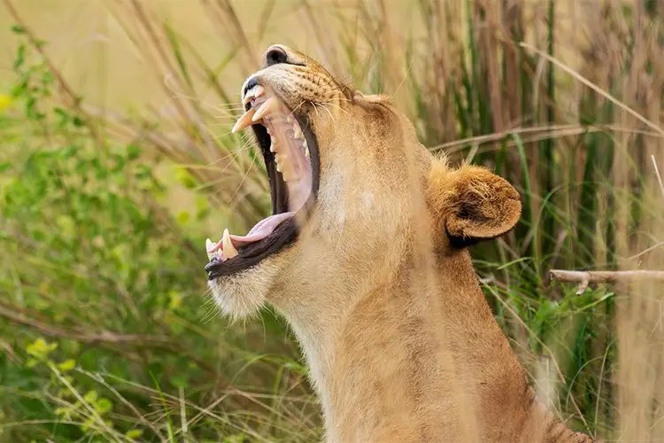 EstoaO's tweet photo. Tourism in Uganda is more than travel, its conservation, community empowerment, and creating opportunities for future generations. 
Uganda remains open, welcoming, and ready to inspire. 

#ESTOA #ExploreUganda #PearlOfAfrica https://t.co/GlF7FE7fDY
