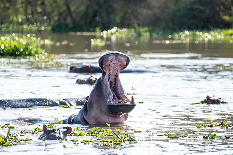 EstoaO's tweet photo. Tourism in Uganda is more than travel, its conservation, community empowerment, and creating opportunities for future generations. 
Uganda remains open, welcoming, and ready to inspire. 

#ESTOA #ExploreUganda #PearlOfAfrica https://t.co/GlF7FE7fDY