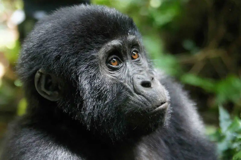 EstoaO's tweet photo. Tourism in Uganda is more than travel, its conservation, community empowerment, and creating opportunities for future generations. 
Uganda remains open, welcoming, and ready to inspire. 

#ESTOA #ExploreUganda #PearlOfAfrica https://t.co/GlF7FE7fDY