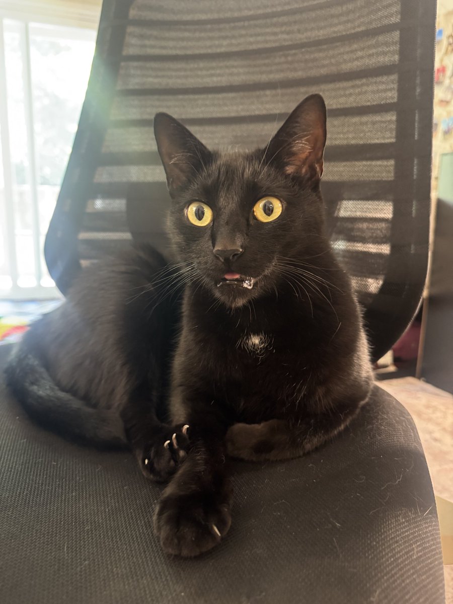 electricxmagic's tweet photo. @catwithaura Melrose is not a mushy baby at all https://t.co/IteEbZUI5L