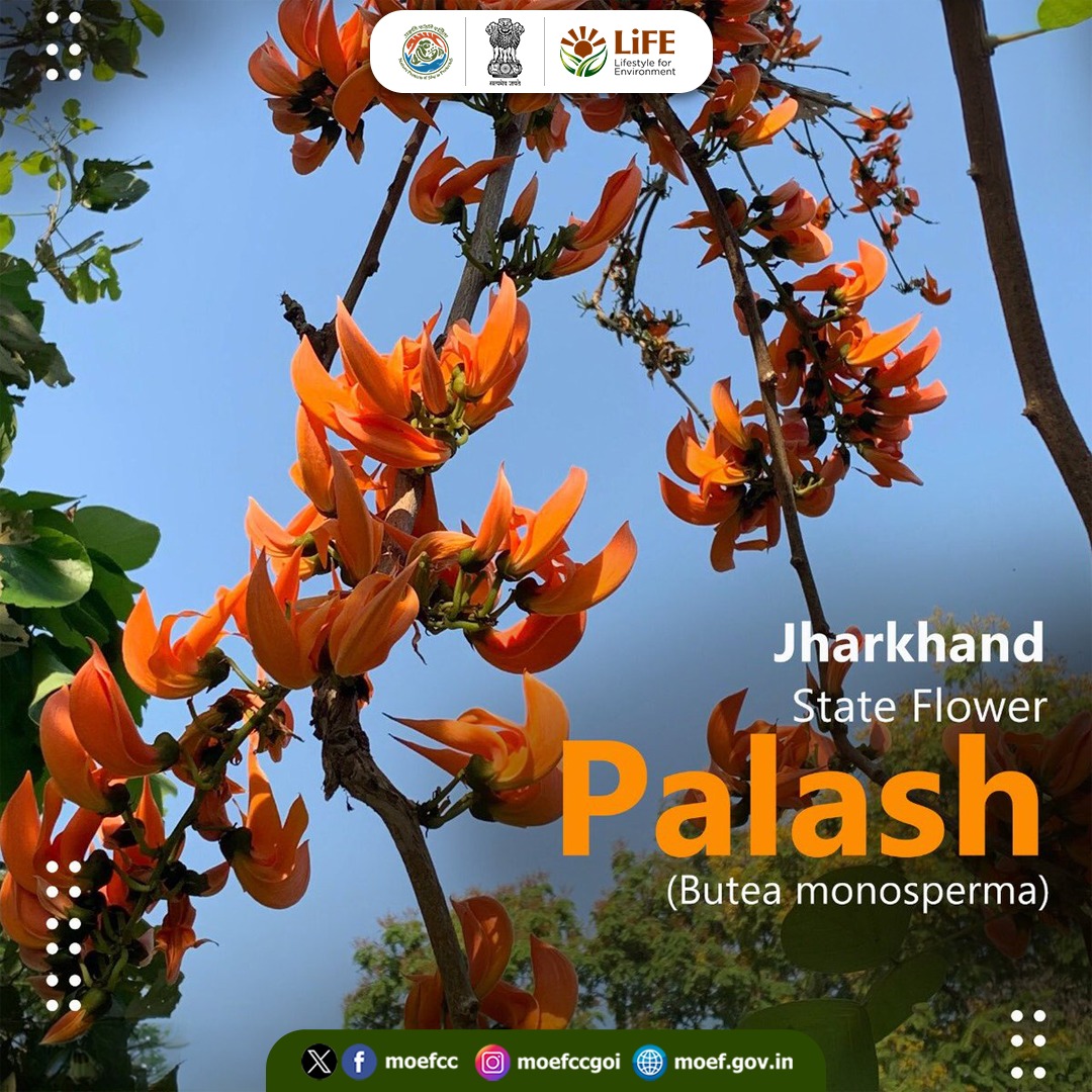 moefcc's tweet photo. Rooted in forests and rich biodiversity, Jharkhand’s state symbols celebrate the natural wealth of the region. 

Meet the Sal, Palash, Asian Koel and Elephant, icons of the state's vibrant ecological heritage.

#NationalTreasuresOfIndia https://t.co/3Z82gLmgcK
