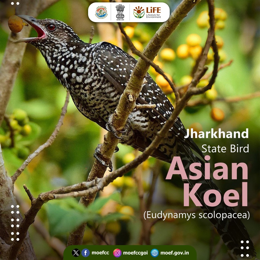 moefcc's tweet photo. Rooted in forests and rich biodiversity, Jharkhand’s state symbols celebrate the natural wealth of the region. 

Meet the Sal, Palash, Asian Koel and Elephant, icons of the state's vibrant ecological heritage.

#NationalTreasuresOfIndia https://t.co/3Z82gLmgcK
