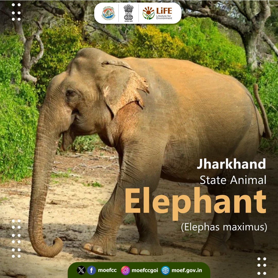 moefcc's tweet photo. Rooted in forests and rich biodiversity, Jharkhand’s state symbols celebrate the natural wealth of the region. 

Meet the Sal, Palash, Asian Koel and Elephant, icons of the state's vibrant ecological heritage.

#NationalTreasuresOfIndia https://t.co/3Z82gLmgcK