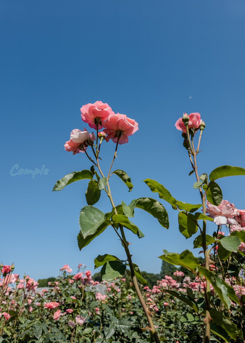 complesp's tweet photo. 神代植物公園、バラはまだきれいでした。日陰が少ないので人間の光合成し過ぎにご注意🥵 https://t.co/dJj1IHf5H4