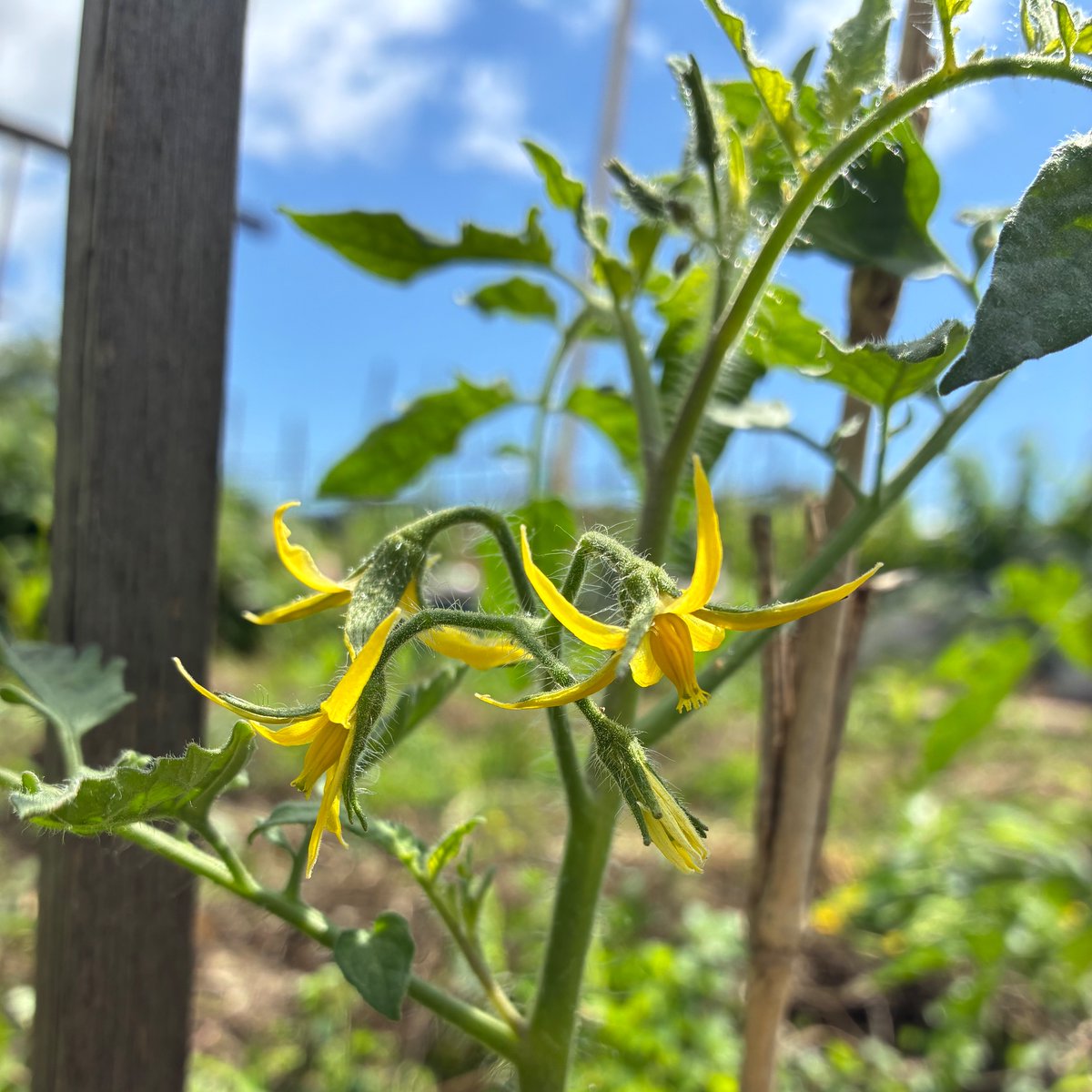 YoFreespeech's tweet photo. トマト🍅🍅🍅桃太郎
種から育ててお花が咲きました😊✨
体調不良で…久しぶり📮
どうぞよろしくお願いします🥺 https://t.co/bcj3UcWJ5K