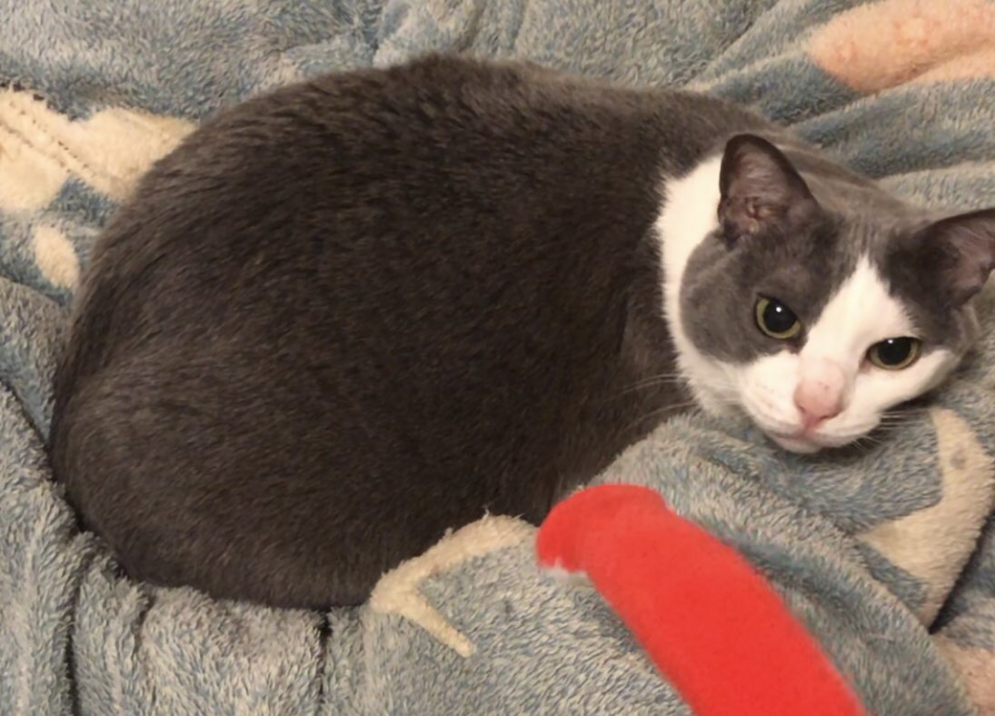 cherrynya's tweet photo. 「なつかない猫」第二弾！単色だった去年の第一弾も可愛かったけど第二弾には愛猫桃ちゃんの模様があるのん💕2回目で桃ちゃん模様が出てラッキー💕三毛ちゃんも可愛い😍 https://t.co/7Di2bNBWxi