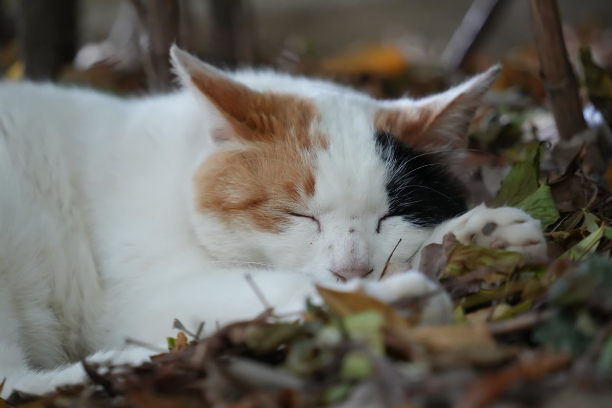 11Heal's tweet photo. 精神的疲労が溜まってきたので、猫と遊んで癒されてきた🐱
猫と遊んでる時は猫の事だけ考えてればいいから楽でいいな。 https://t.co/g5p5DgEZjl