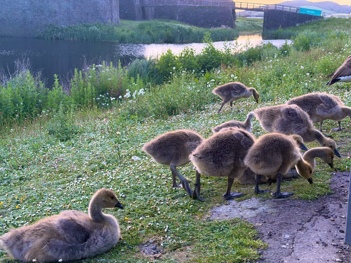 a_uk_94's tweet photo. とにかくお城の周りにgeeseがたくさんいた🦆🦆 https://t.co/IO4InFDl8b