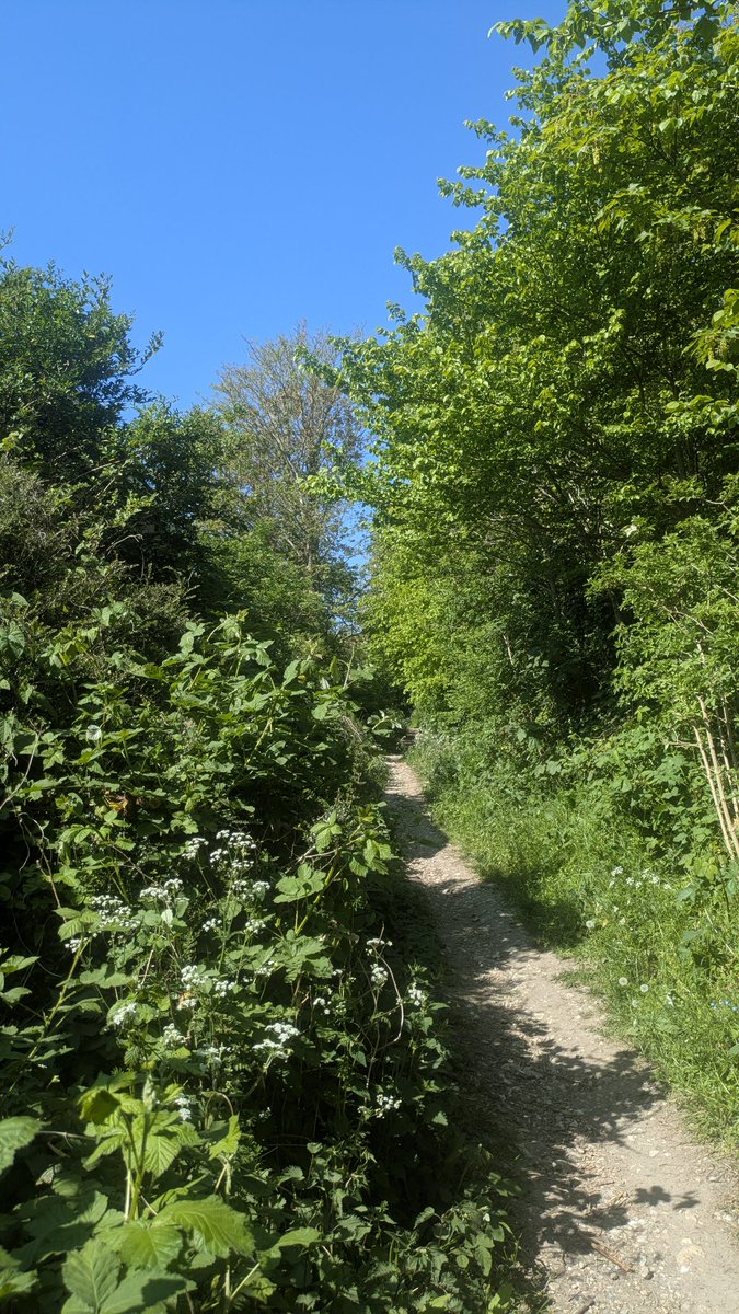 northlancing's tweet photo. A cold spring has ended under a glorious heat dome! ☀️ The North Lancing Bridleway is now alive with full green canopies, walking locals, and a brilliant, sudden burst of spring butterflies. 🦋

​Read the full May blog https://t.co/86urfwum7U https://t.co/DyoX8W2lDY