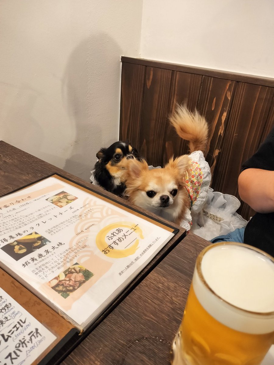 koikint's tweet photo. かんぱーい🍺 https://t.co/DjPapI4sY1