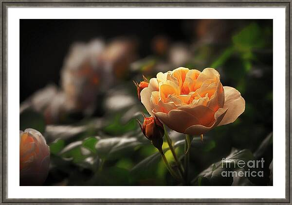 Ros_A_Turner's tweet photo. Blooming rose featuring a gradient of warm coral, orange, and soft pink petals
#FineArtPhotography #BuyIntoArt #CreativeHomeStyling #MoodyFlorals #ModernOrganic #InteriorArt #BotanicalAesthetic #WallArtInspo
See it here: https://t.co/S4bWjROYkt https://t.co/UOPjUTeS5k