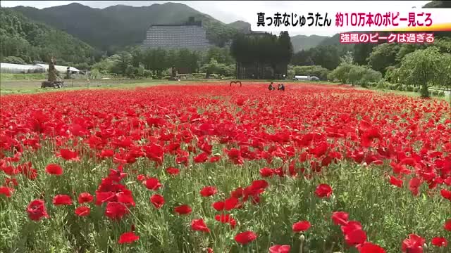 ウェルネスニュース速報🕊️ tweet media