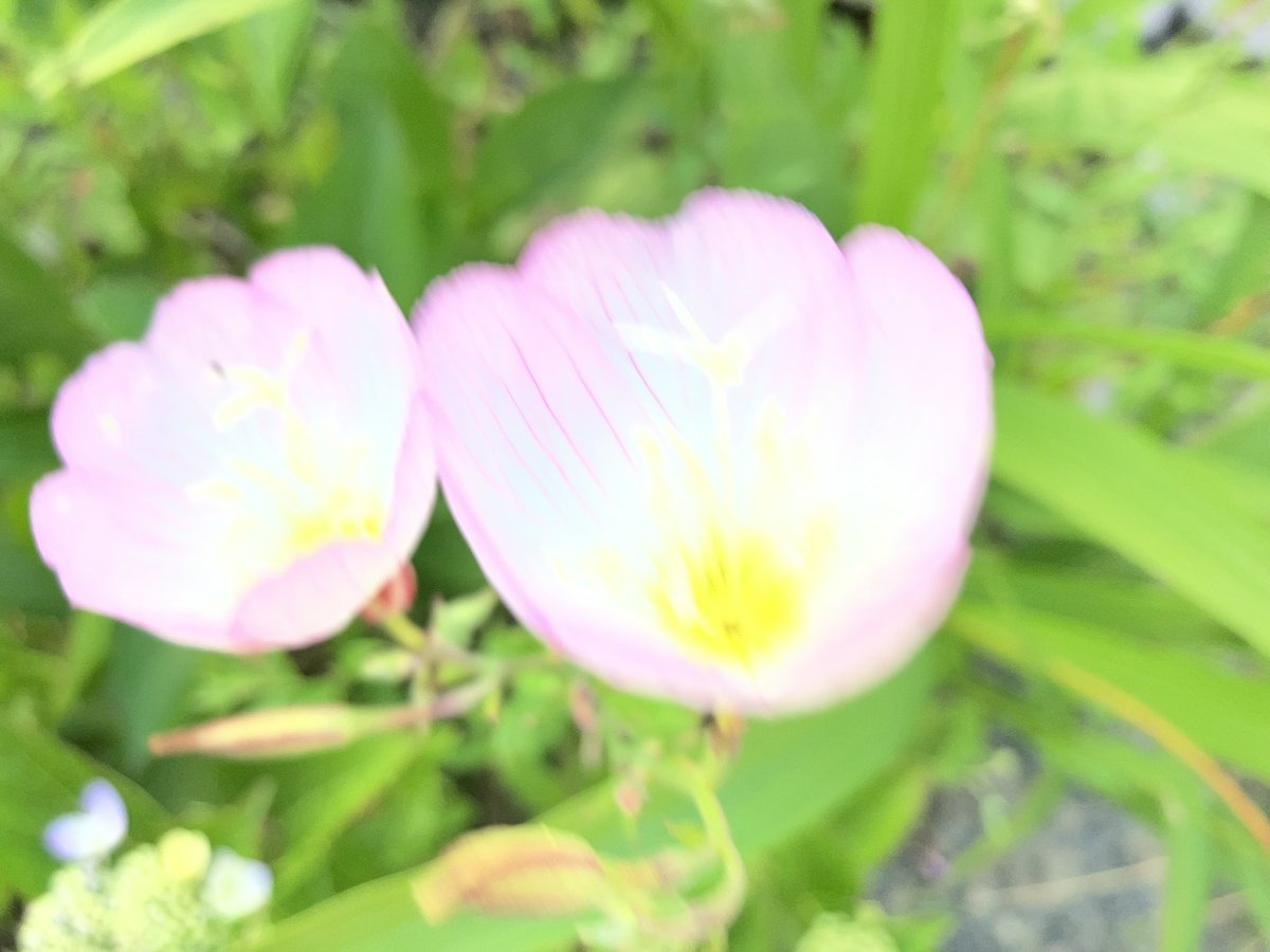 akiorian's tweet photo. このお花すごく好きな形なんだけど
なんて花だろう？
初めて見たかもしれない https://t.co/zGWIxC1ZZS