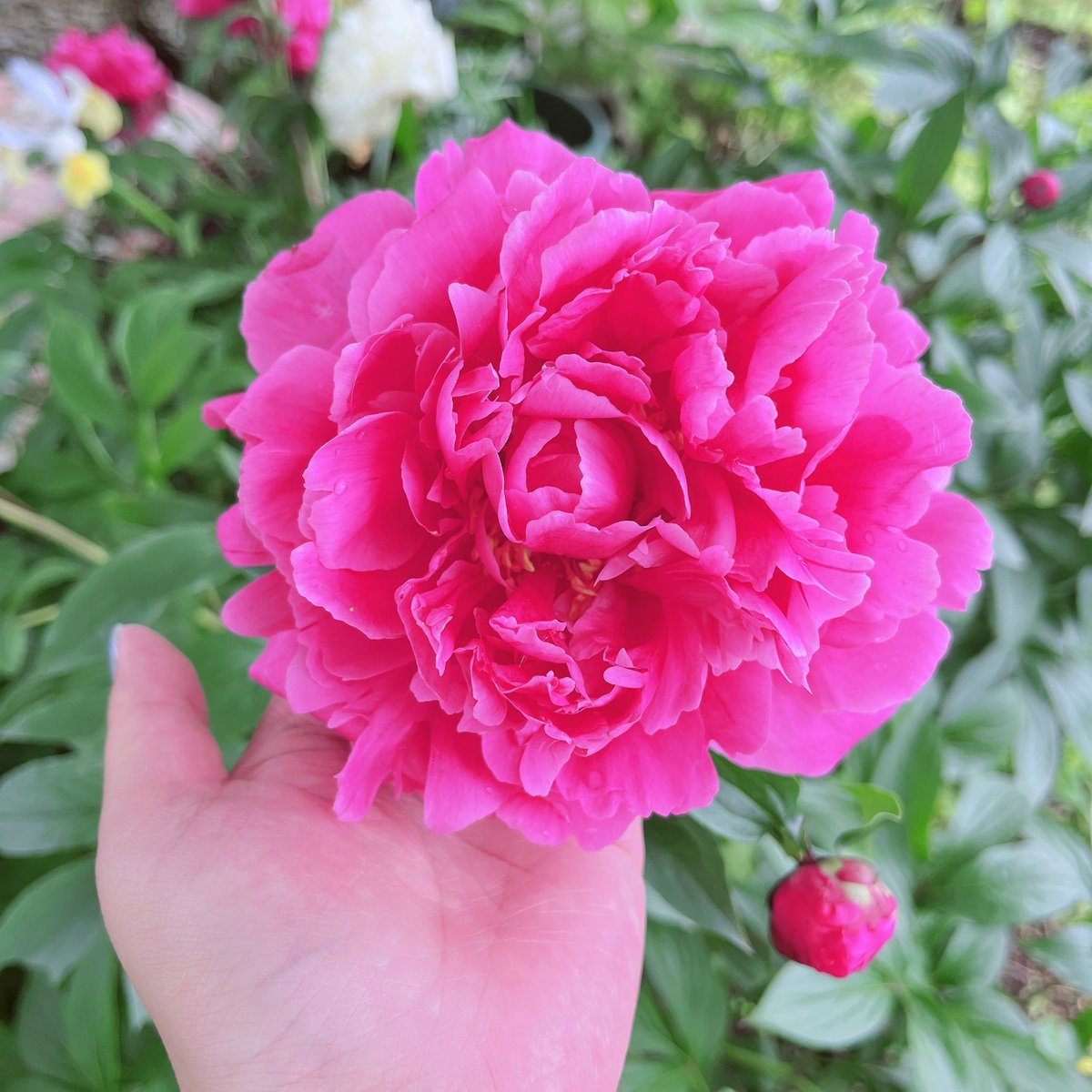4dm93's tweet photo. 芍薬が満開してました（全体写真を撮り忘れた）
ピンクのゴージャスさすごいよね https://t.co/xmjjW4aFps