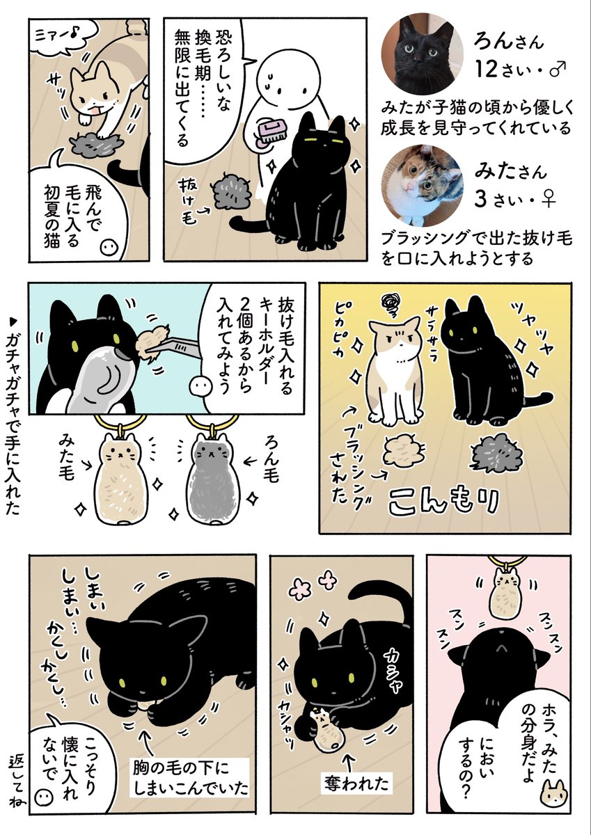 【換毛期・到来】無限に出てくる抜け毛を、先日ガチャガチャで手に入れた毛玉を入れられるキーホルダーに詰め込んでろんさんに見せてあげたら、かなり気に入ったらしくバッ‼️と私の手から奪い取ってこねくり回したあといそいそと懐(身体の下)に隠して「これボクのだから…」ってしていた 