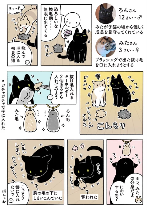 【換毛期・到来】無限に出てくる抜け毛を、先日ガチャガチャで手に入れた毛玉を入れられるキーホルダーに詰め込んでろんさんに見せてあげたら、かなり気に入ったらしくバッ‼️と私の手から奪い取ってこねくり回したあといそいそと懐(身体の下)に隠して「これボクのだから…」ってしていた 