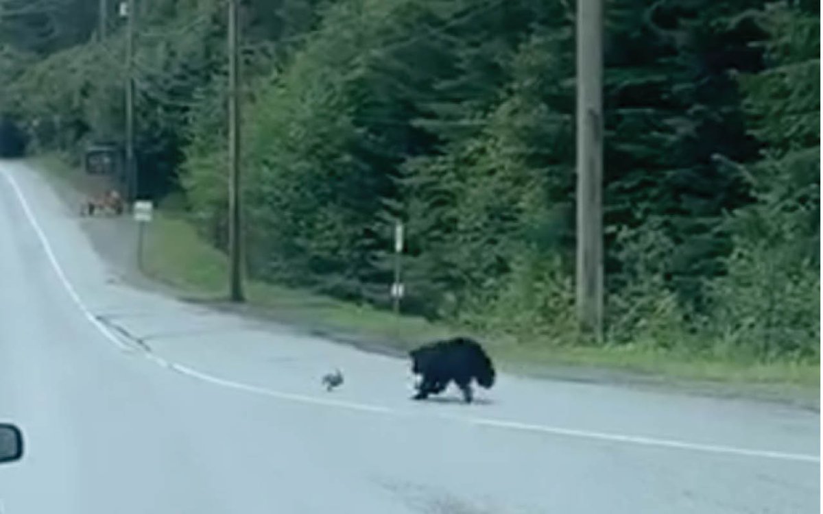 Too Much Predators @ThomasKatz74509 Predators do hunt things smaller than them all the ...
