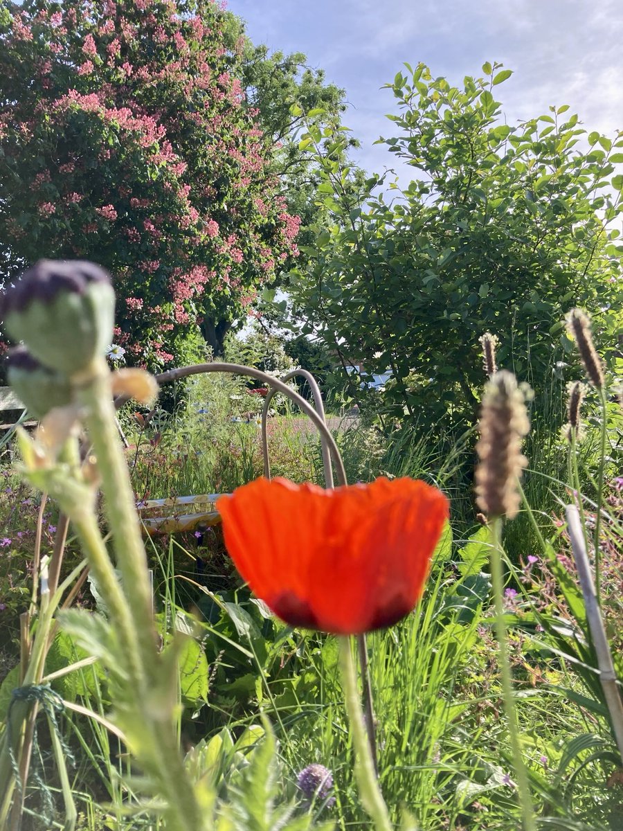 madeleinemaste4's tweet photo. The third poppy
What wonderful blooms
Beautiful at each stage
#outfront #Saturday
Embrace all of it ๐ https://t.co/ZMxiV7GHpk