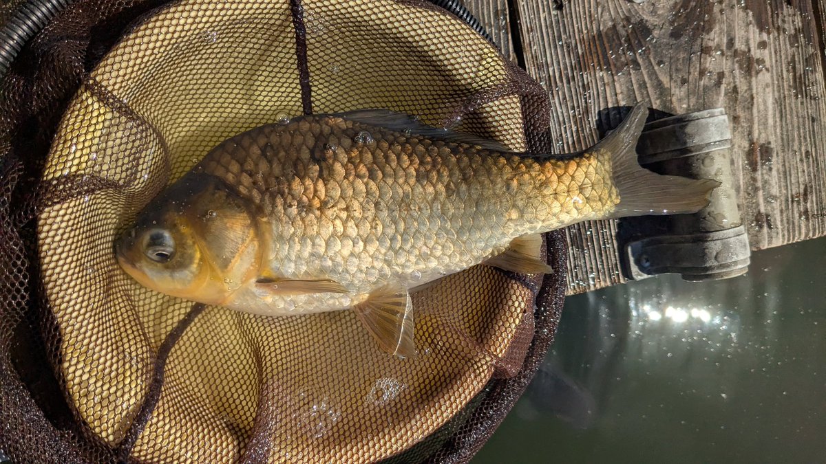 calpy97's tweet photo. 🐟🎣🐟🎣🐟🎣🐟🎣🐟🎣
すごい久しぶり❗
去年の7月以来の厚木HC
予報通り昼前から爆風🌬️
午前
9尺チョーチン両ダンゴ
→ワキワキでウキが馴染まない
午後
苦手なチョーチンウドンセット
→ウドン食わないでバラケを食ってくる😓
チョーチン両ダンゴ短ハリス
→コレが一番良かった😀 https://t.co/zD97lT5z7Z