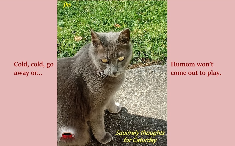 JHaliSteele's tweet photo. ☕️Good🦋morning☕️- S(C)aturday😻Enjoy this day with many smiles. 🤩 https://t.co/myvQBTZQtD