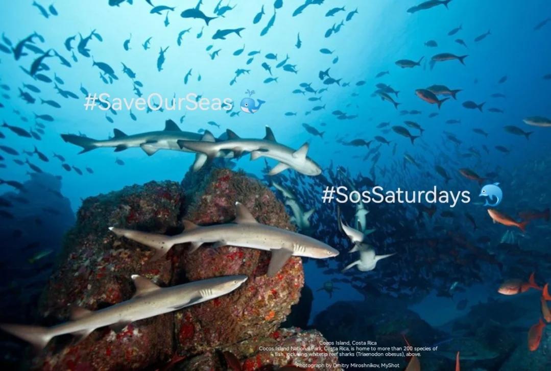 endelstamberg's tweet photo. #SosSaturdays 🐳 Week 314
"Climate change (from human activities that produce greenhouse gases), pollution and overfishing are the most significant threats to the ocean and the life within it."*
#SaveOurSeas 🐬
@SosSaturdays
@WorldOceansDay
@Greenpeace https://t.co/IHWSUuqf6C