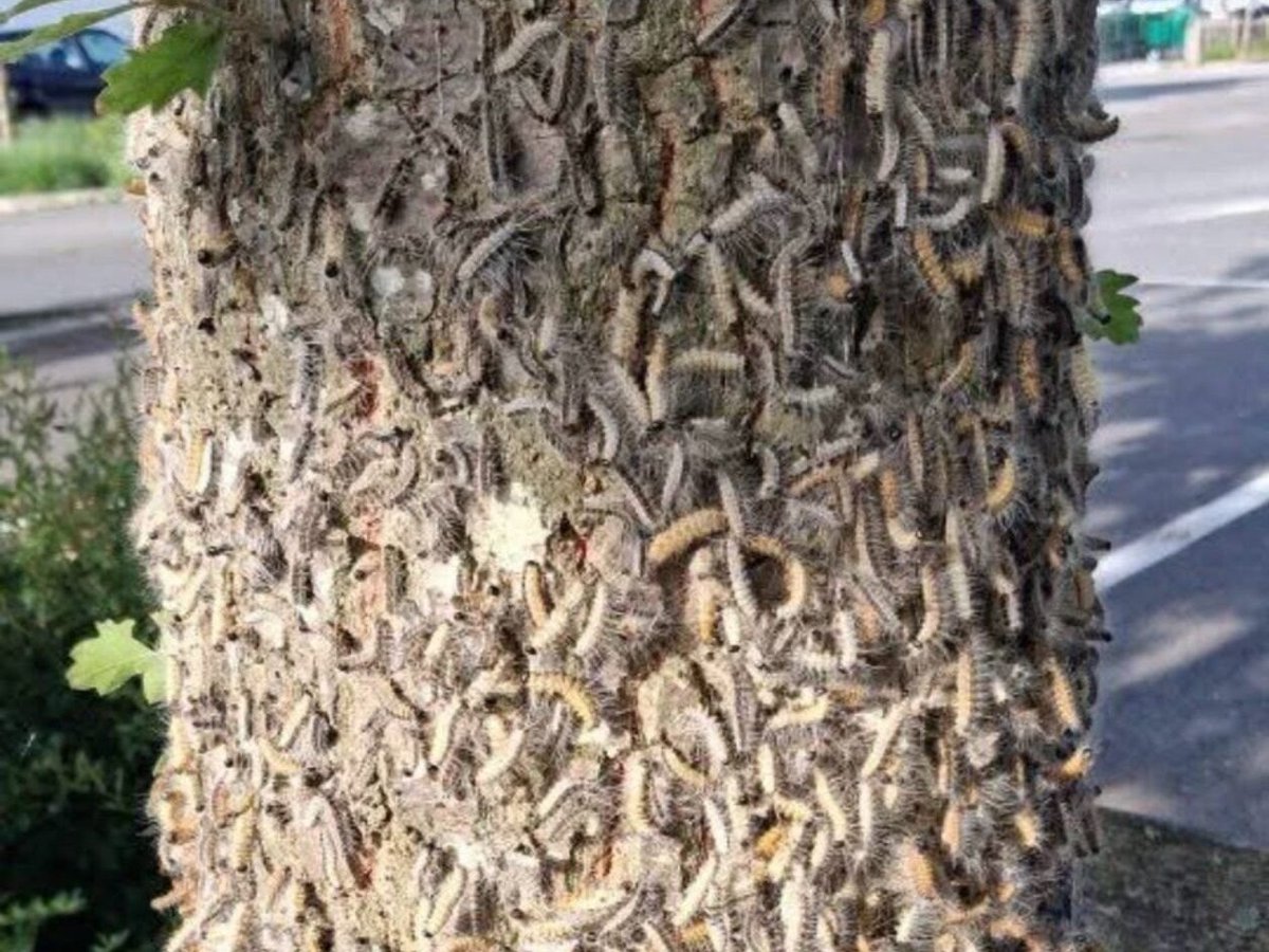 leparisien_78's tweet photo. Dans les Yvelines, la forêt de Rambouillet interdite d’accès à cause des chenilles urticantes
➡️ https://t.co/E89mLXrpcy https://t.co/Mn610c6Hvo