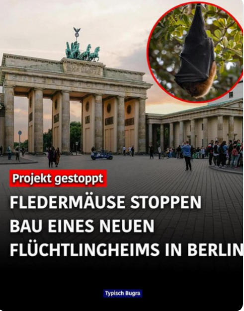 DerGanesha's tweet photo. Wir brauchen mehr Fledermäuse oder? https://t.co/BFU4Z7tdAY