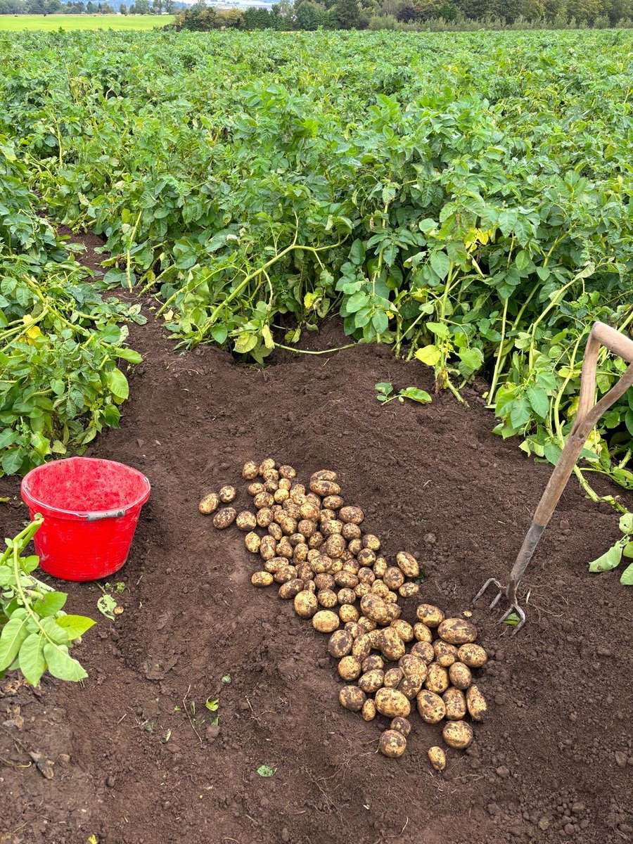 WiAScot's tweet photo. 🥔🌱 International Potato Day 2026 Scotland’s tattie story runs deep — and so does the contribution of women. 👩‍🌾

Spotlight on @DenheadFarmsLtd who provided the amazing photos!

WiAS members — share your 📸 photos, 💬 what you love about growing tatties, and 🥘 your recipes. https://t.co/9djmao6gkx