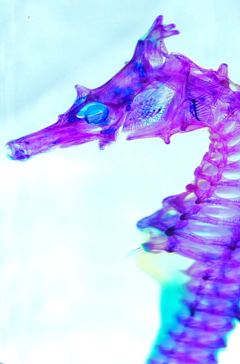 昆虫用品 タツノオトシゴ 特大サイズ 魚 標本
