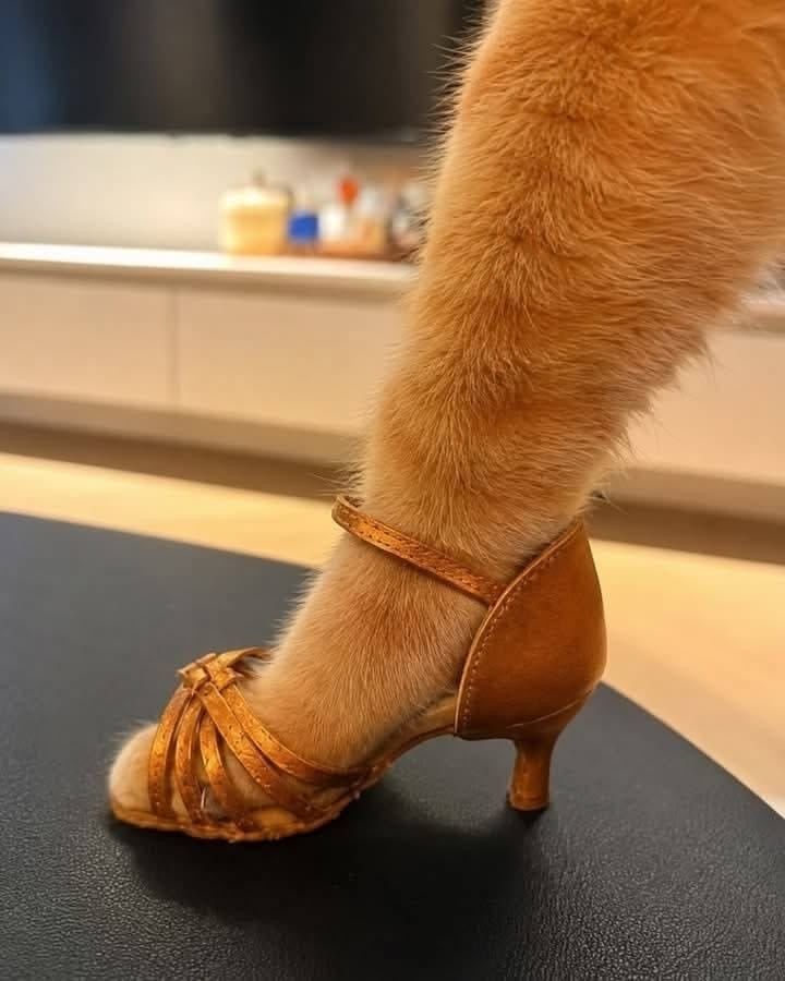 Cats Out Of Context tweet media