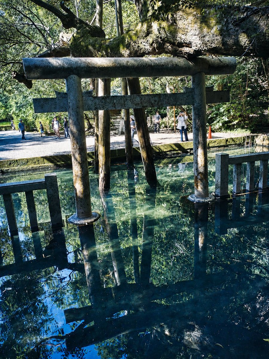 R81188's tweet photo. 鹿島神宮行って来たぜ‼️
自然がとても綺麗な神社だった⛩️ https://t.co/70nLQ9Tllg