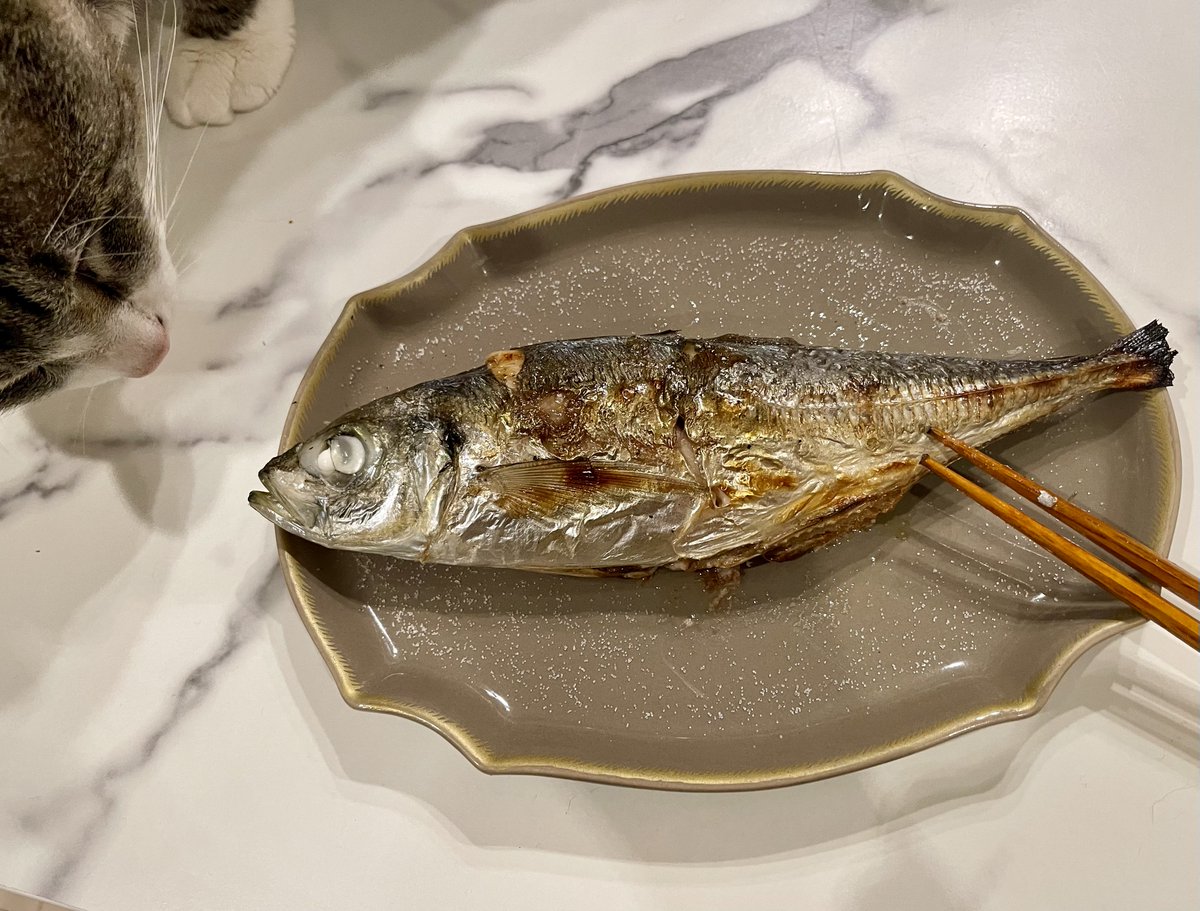 shiomefishing's tweet photo. 萩産のパンパンなアジが300円だったので買っちゃいました🐟

お腹パンパンだなと思ったら白子？ですかね？ https://t.co/mCHb0CwPmc