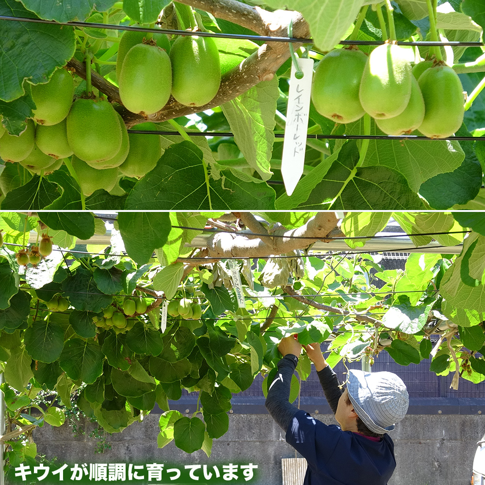 29da104's tweet photo. サクランボの防鳥網を外し、残りを収穫しました。今年は美味しい実がたくさんなりました。キウイの身もいっぱいなっています。秋が楽しみです。先週ジベ処理を終えたブドウ（ヒムロッドシードレス）も順調に肥大しています。石臼で挽いた自家製の抹茶をたてて飲んでみました。濃い味がしました。 https://t.co/mWasv8x5Pz